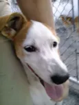 Pitanga