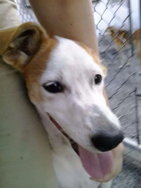 Cachorro ra a SRD idade 2 a 6 meses nome Pitanga