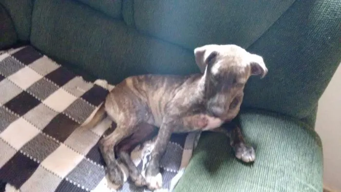 Cachorro ra a mestiça idade 2 a 6 meses nome Mel