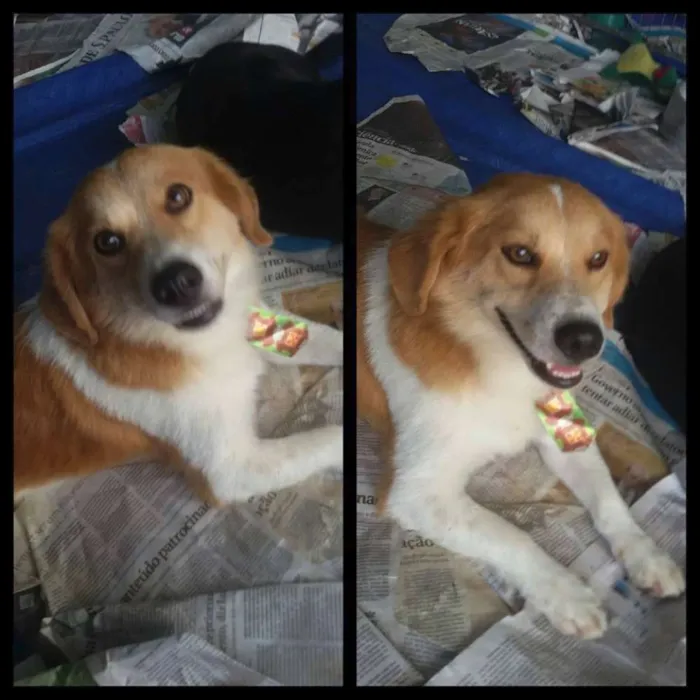 Cachorro ra a srd idade 2 anos nome Gold