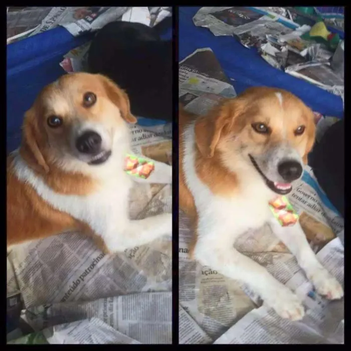 Cachorro ra a srd idade 2 anos nome Gold