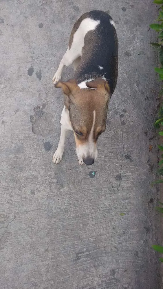 Cachorro ra a SRD idade 7 a 11 meses nome Sem nome
