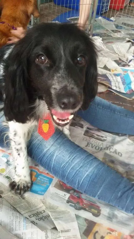 Cachorro ra a SRD idade 1 ano nome John