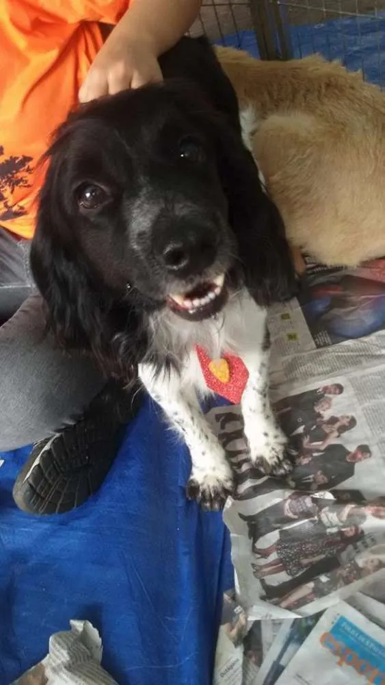 Cachorro ra a SRD idade 1 ano nome John