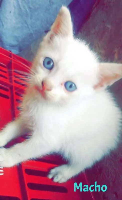 Gato ra a SRD idade Abaixo de 2 meses nome SEM NOME DEFINIDO