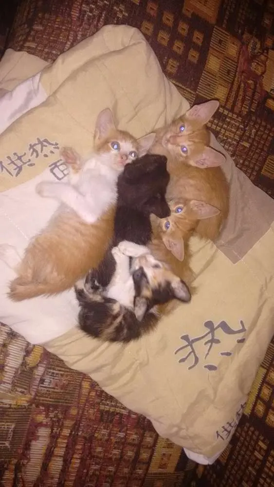 Gato ra a Tem 1 tricolor idade Abaixo de 2 meses nome Sem nomes