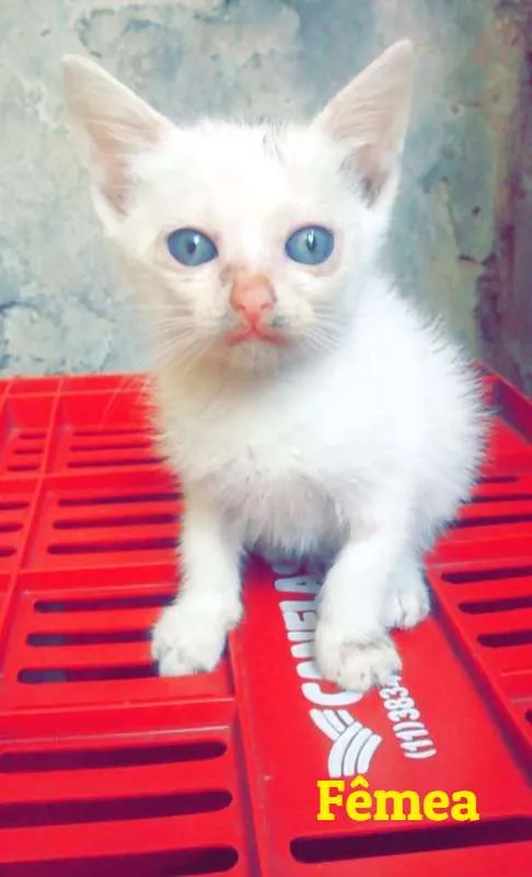 Gato ra a SRD idade Abaixo de 2 meses nome SEM NOME DEFINIDO