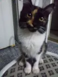 Mininha