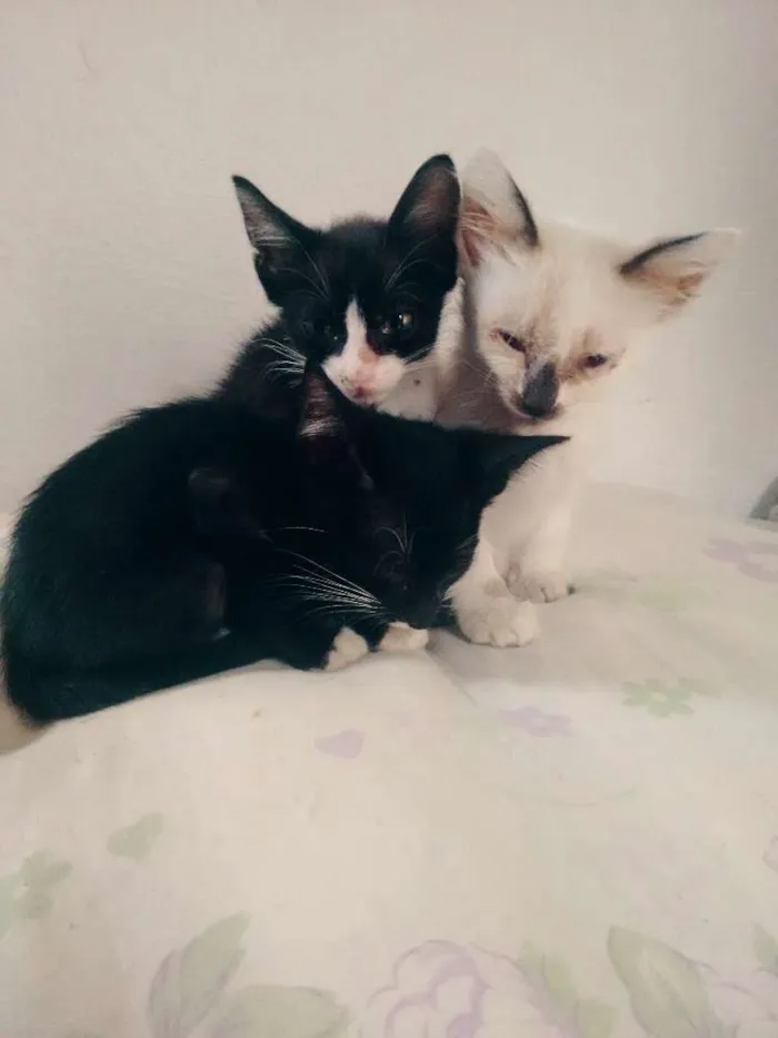 Gato ra a Srd idade Abaixo de 2 meses nome Sem nome