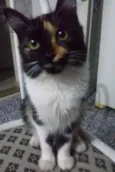 Mininha