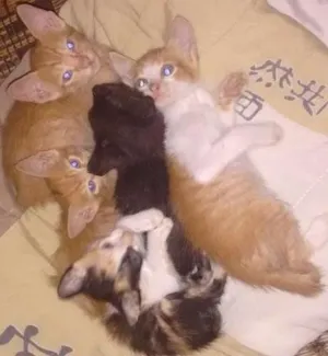 Gato raça Tem 1 tricolor idade Abaixo de 2 meses nome Sem nomes
