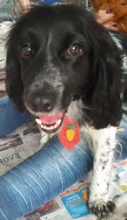 Cachorro ra a SRD idade 1 ano nome John