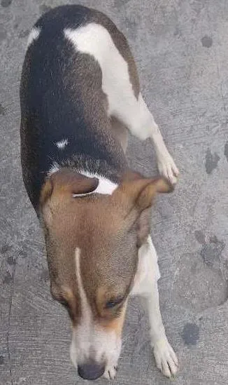 Cachorro ra a SRD idade 7 a 11 meses nome Sem nome