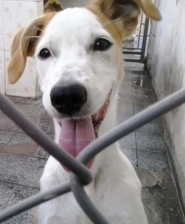 Cachorro ra a SRD idade 2 a 6 meses nome Pitanga