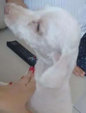 Cachorro raça Poodle idade 6 ou mais anos nome Romeu