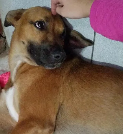 Cachorro ra a RNd idade 1 ano nome Não sei o nome