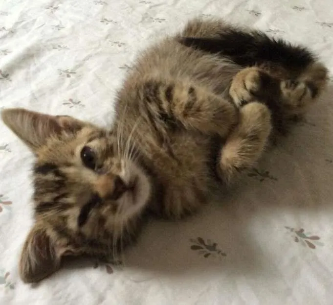 Gato ra a vira-lata idade 2 a 6 meses nome sem nome