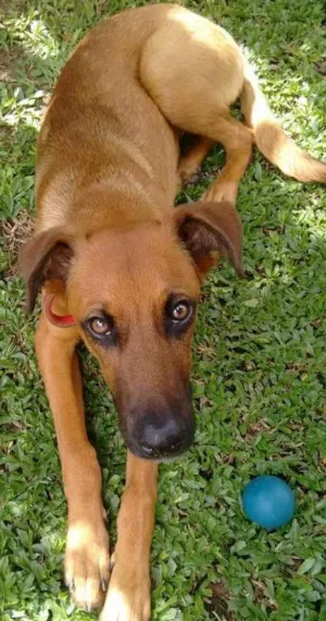 Cachorro raça Sem raça idade 1 ano nome Zezão