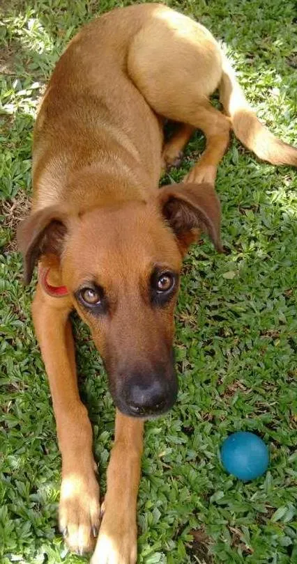 Cachorro ra a Sem raça idade 1 ano nome Zezão