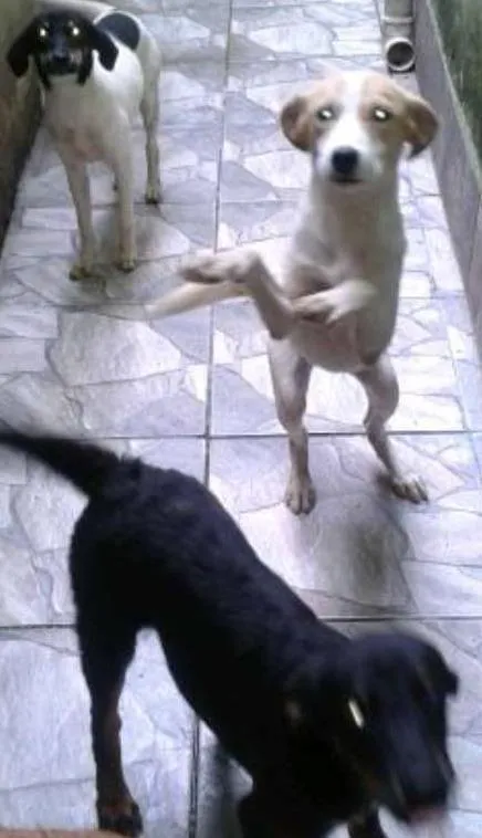 Cachorro ra a Indefinida idade 5 anos nome Shakira