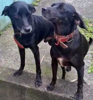 Cachorro raça não sei dizer idade  nome desconhecido