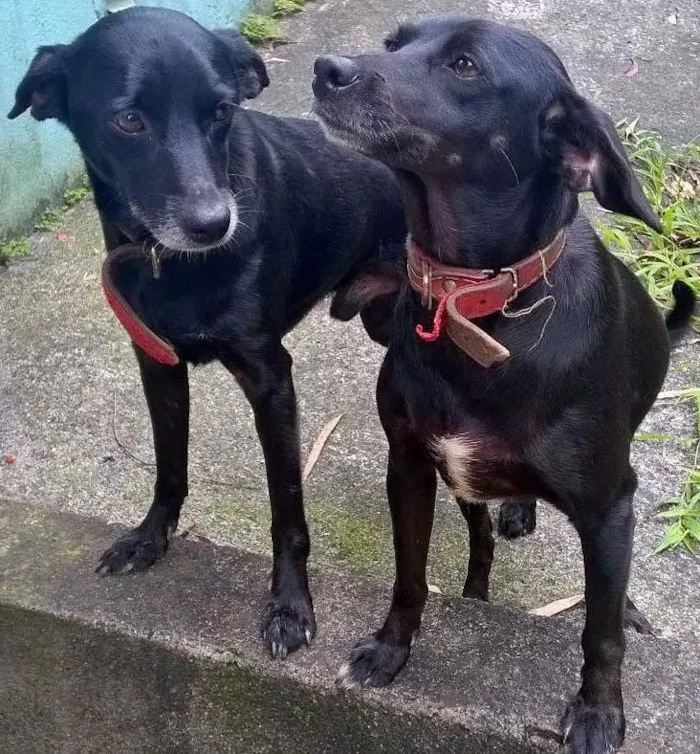 Cachorro ra a não sei dizer idade  nome desconhecido