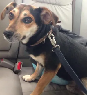 Cachorro raça Srd idade 3 anos nome Não sei