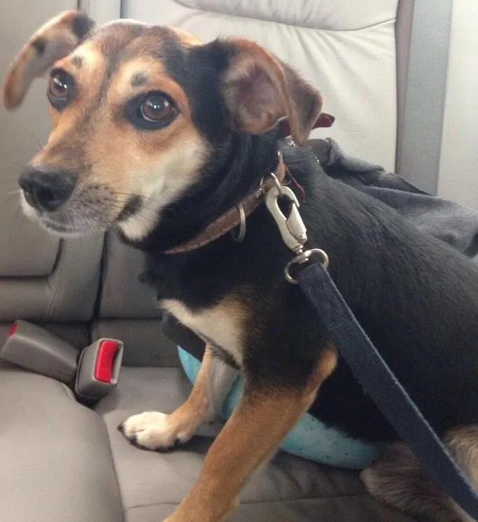 Cachorro ra a Srd idade 3 anos nome Não sei