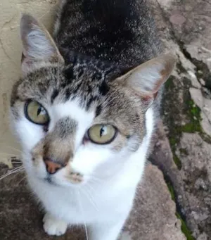 Gato raça Comum idade 1 ano nome Nega