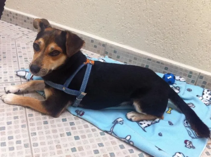 Cachorro ra a Srd idade 3 anos nome Sem nome