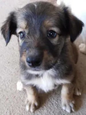 Cachorro raça Sem Raça Definida idade 2 a 6 meses nome Ursa e Anna