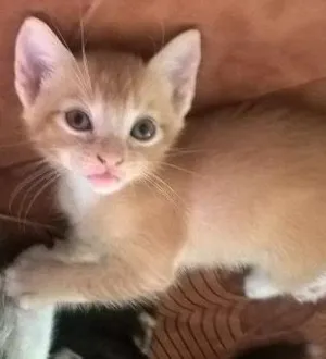 Gato raça SRD idade Abaixo de 2 meses nome sem nome 