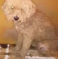Estopa