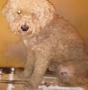 Cachorro raça Poodle idade  nome Estopa