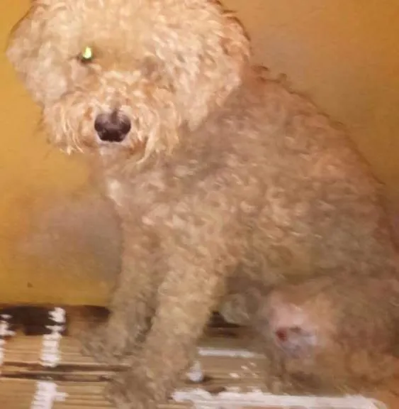 Cachorro ra a Poodle idade  nome Estopa