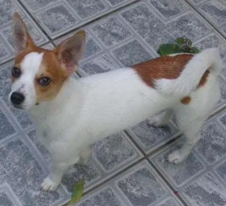 Cachorro ra a fox paulistinha idade 3 anos nome maylon GRATIFICA