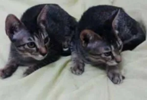 Gato raça indefinida idade 2 a 6 meses nome mel/shyra