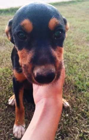 Cachorro raça Indefinida idade 2 a 6 meses nome Ainda não tem 