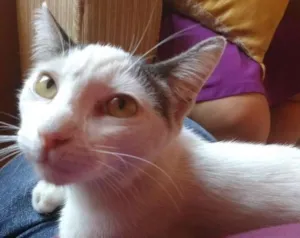 Gato raça não definida idade 2 a 6 meses nome Branquinha