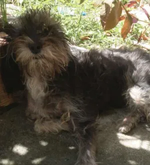 Cachorro raça N sei  idade 2 a 6 meses nome Belinha 