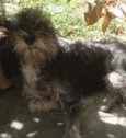 Belinha