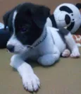 Dolinho