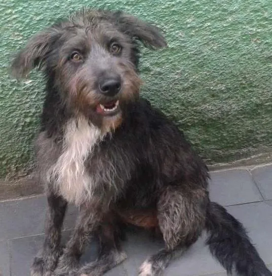 Cachorro ra a SRD idade 1 ano nome Domenique