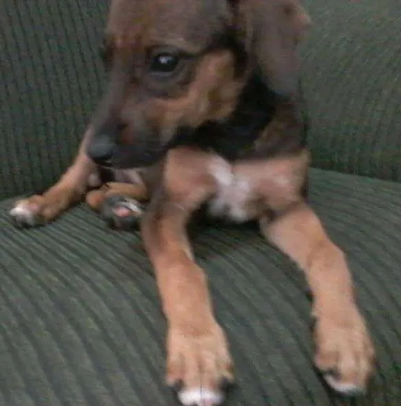 Cachorro ra a vira lata idade Abaixo de 2 meses nome sofia