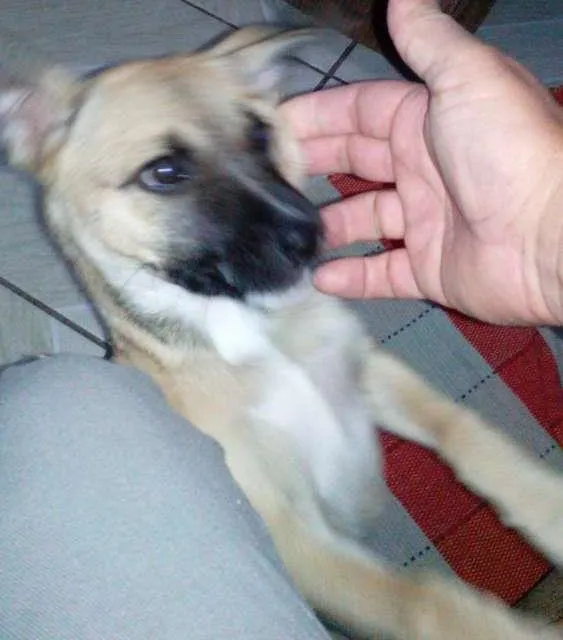 Cachorro ra a Vira lata  idade 2 a 6 meses nome Pity