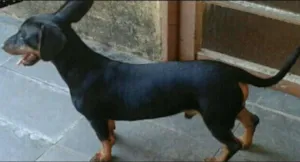 Cachorro raça BASSET idade 7 a 11 meses nome MIKE