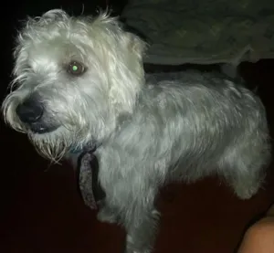 Cachorro raça Vira lata idade 3 anos nome Maddox