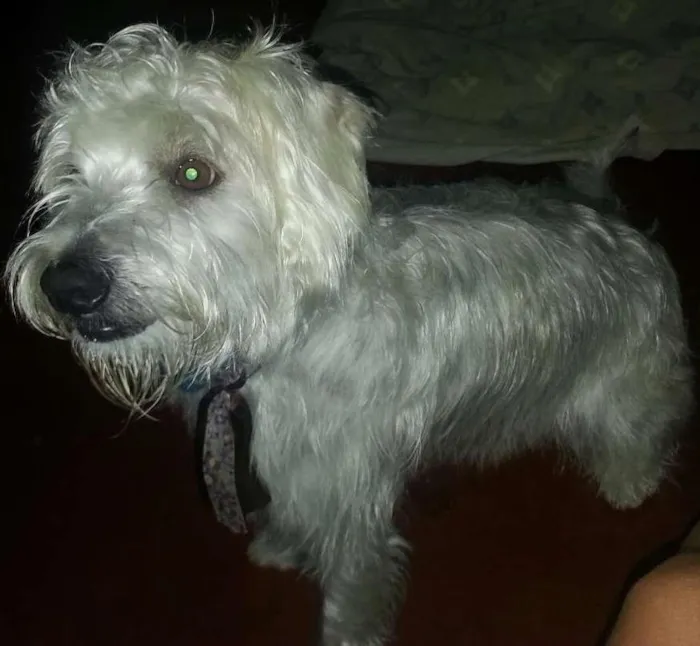 Cachorro ra a Vira lata idade 3 anos nome Maddox