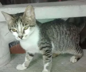 Gato raça SRD idade 2 a 6 meses nome Luar