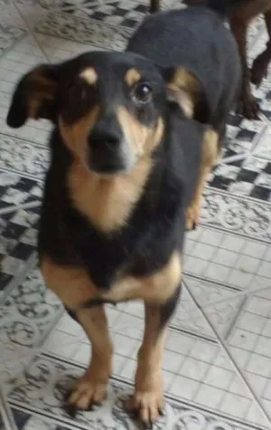 Cachorro raça SRD idade 5 anos nome Bobbi